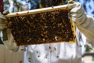 Medu je moc. Čeští včelaři potřebují zdražit, ale nemohou - Novinky